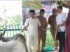 Bupati Murung Raya Serahkan Bantuan Sapi Kurban, Satu Ekor Bantuan Dari Presiden RI